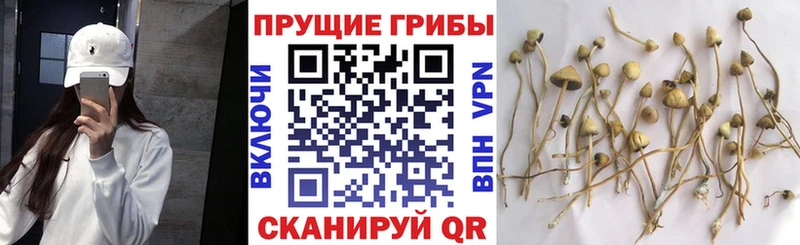 Псилоцибиновые грибы GOLDEN TEACHER Каменка